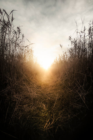 Wetlands Eerie Sunset