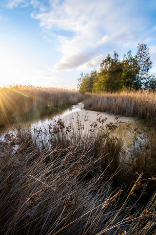 Seaford Wetlands Sunshine