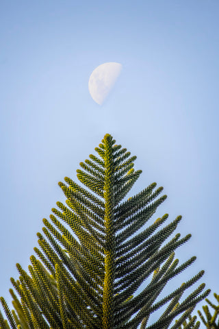 Wetlands Moonscape